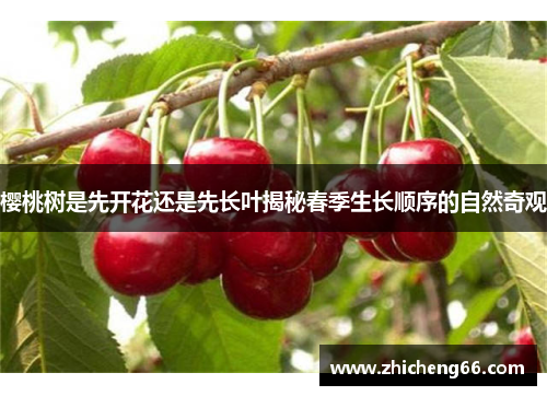 樱桃树是先开花还是先长叶揭秘春季生长顺序的自然奇观